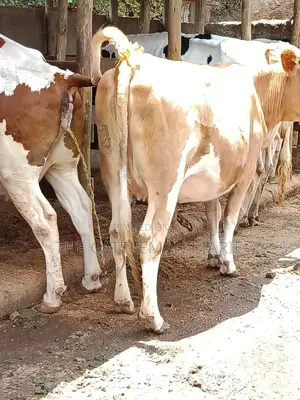 Pure Pedigree Guernsey