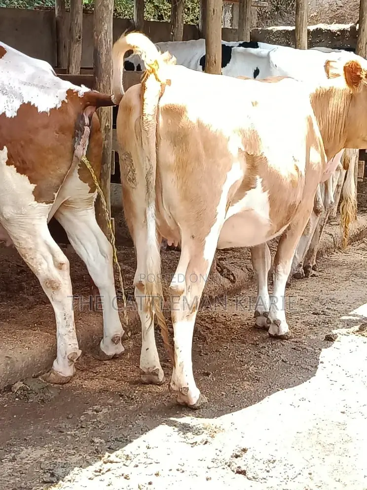 Pure Pedigree Guernsey