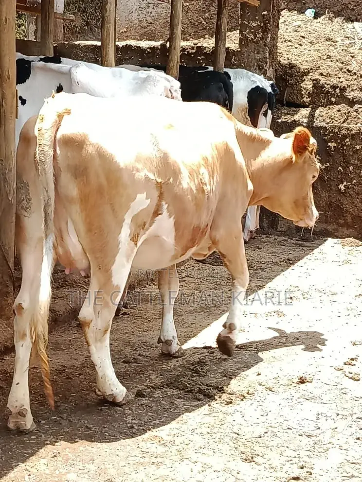 Pure Pedigree Guernsey