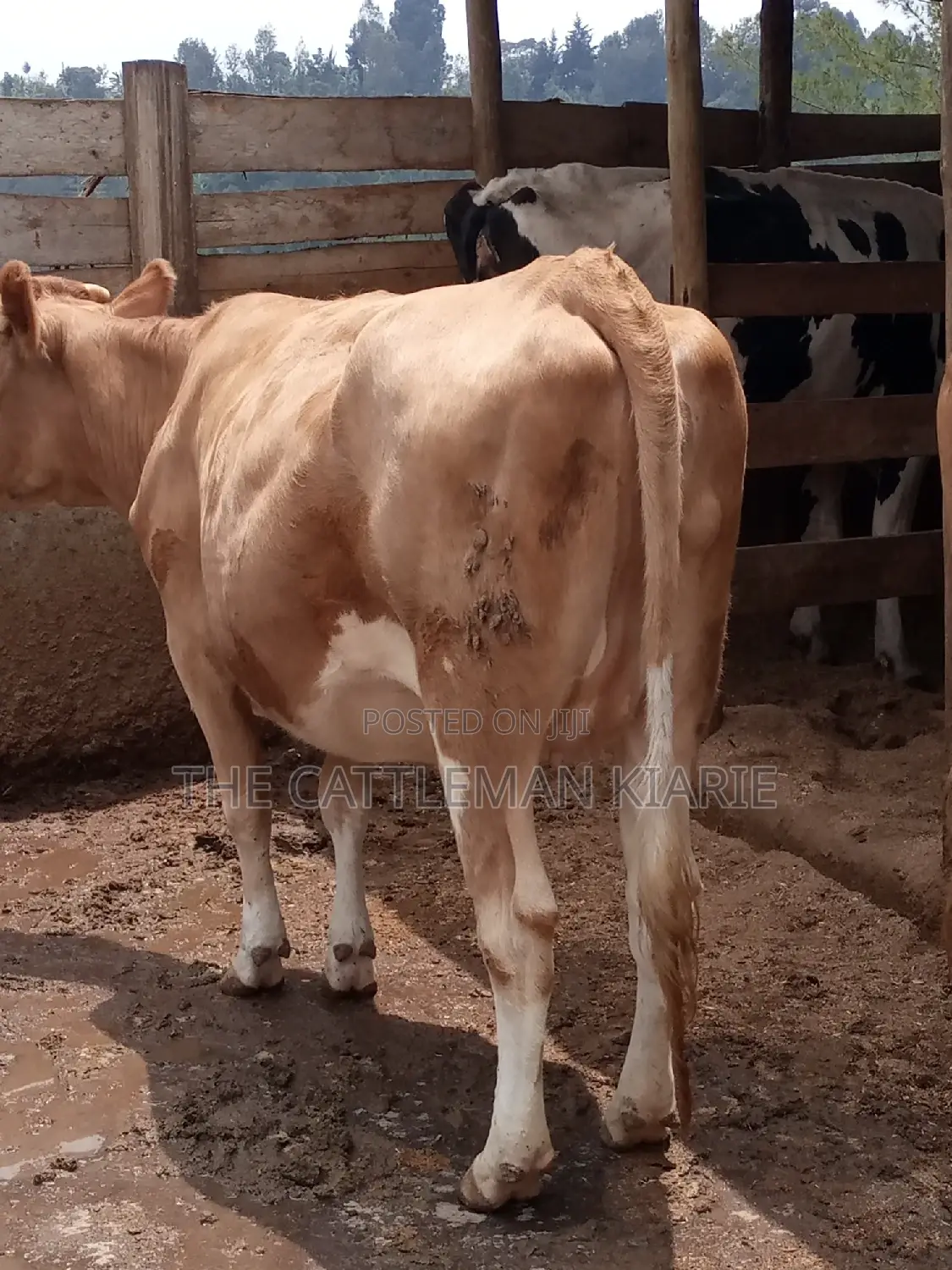 Pure Pedigree Guernsey