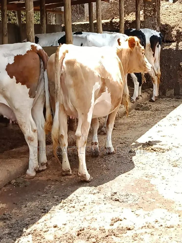 Pure Pedigree Guernsey