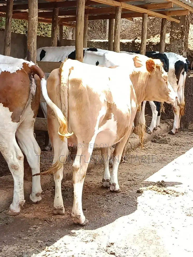 Pure Pedigree Guernsey