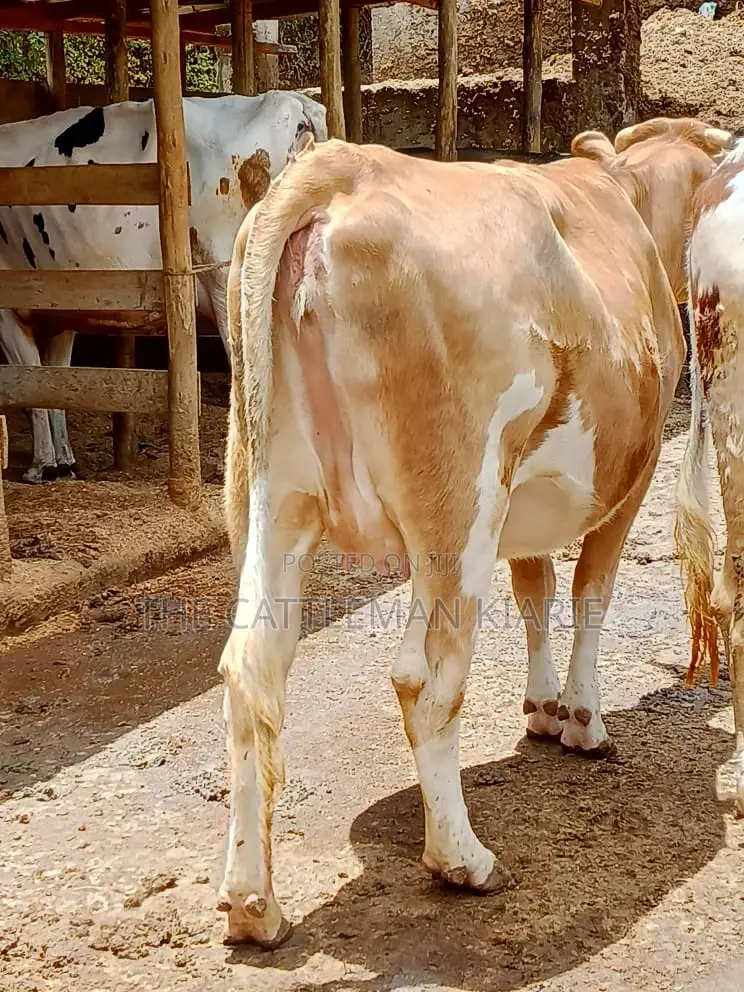 Pure Pedigree Guernsey