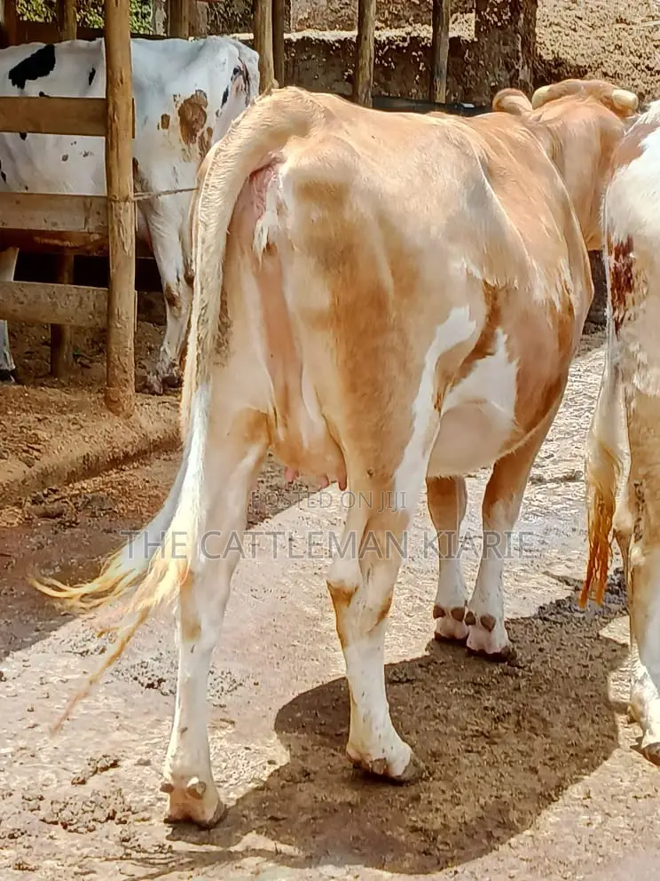 Pure Pedigree Guernsey