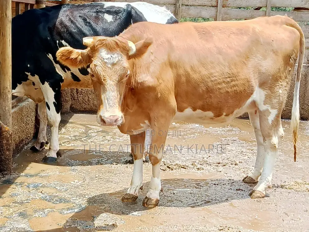 Pure Pedigree Guernsey