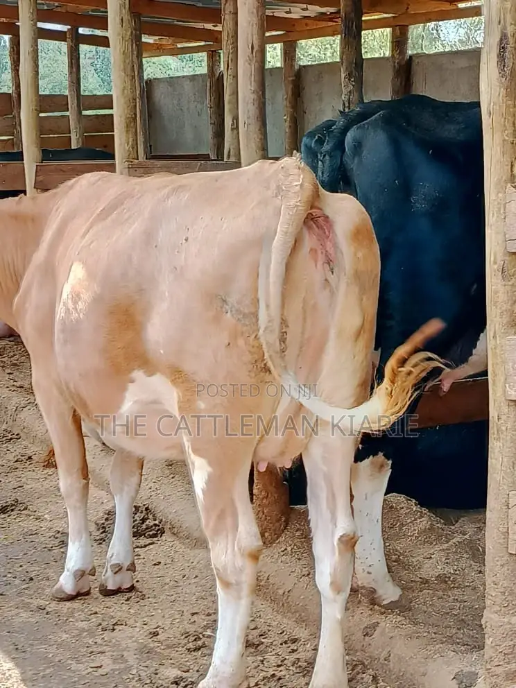 Pure Pedigree Guernsey