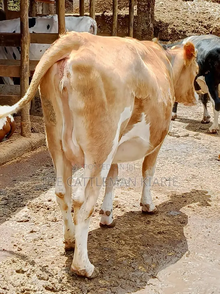 Pure Pedigree Guernsey