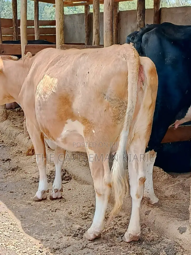 Pure Pedigree Guernsey
