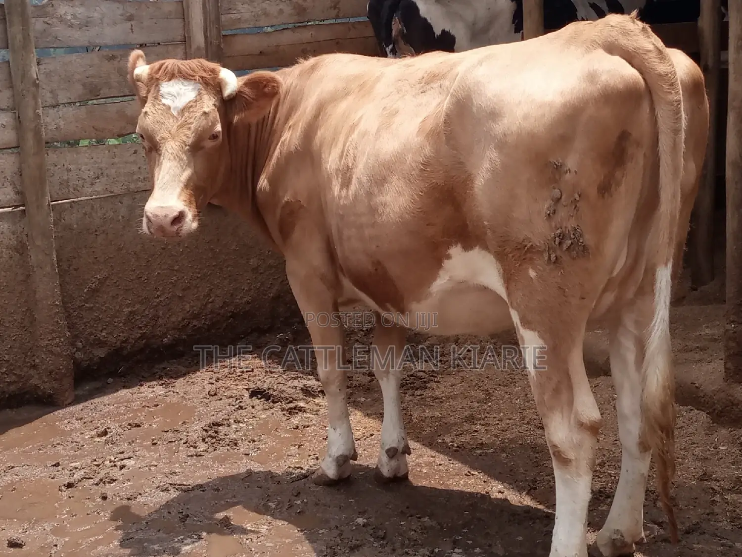 Pure Pedigree Guernsey