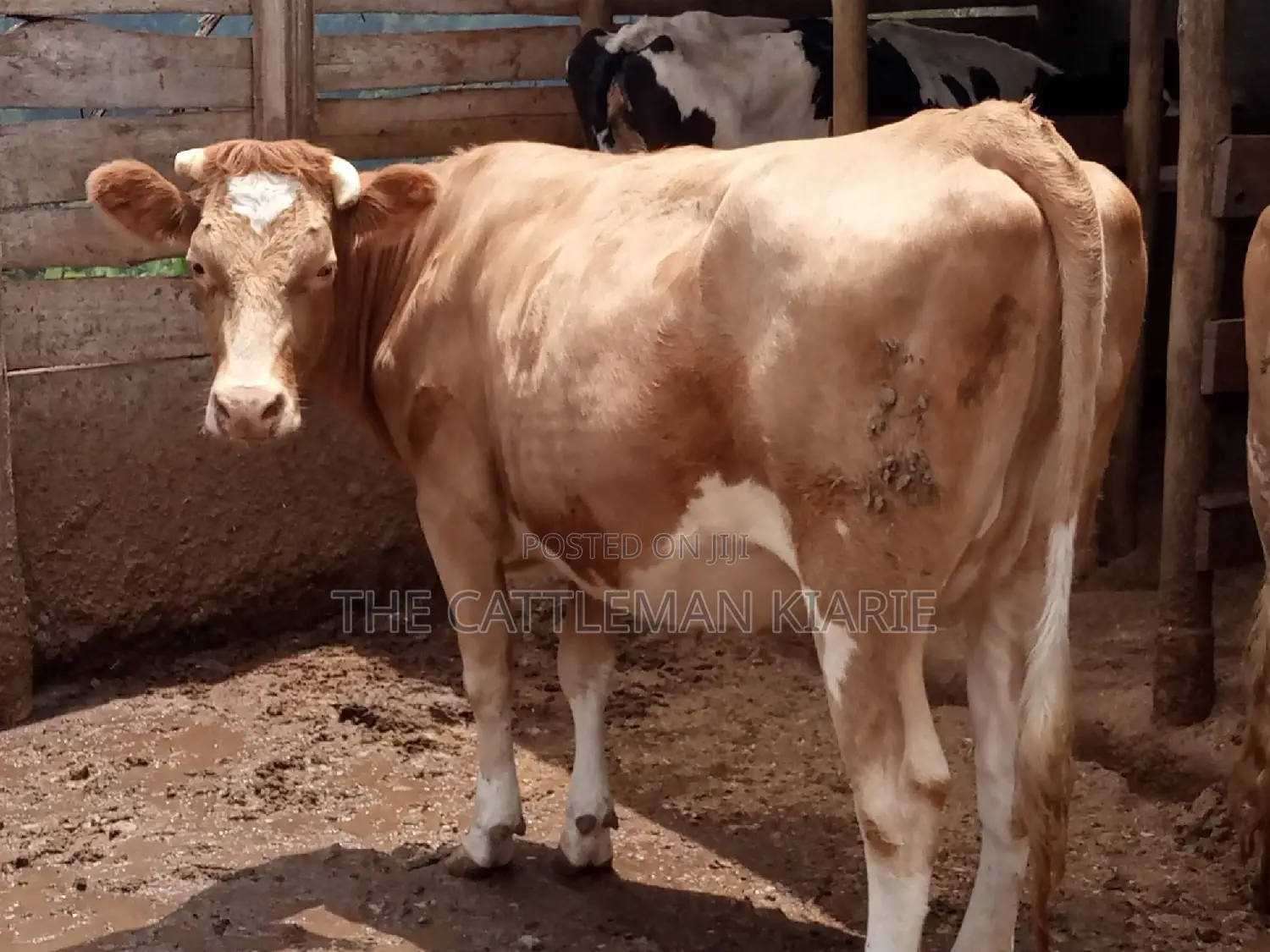 Pure Pedigree Guernsey