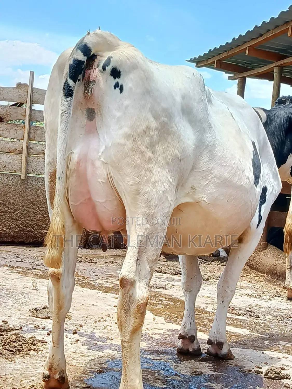 Holstein Freshly Calved