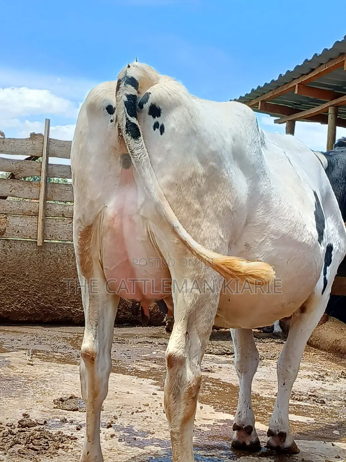 Holstein Freshly Calved