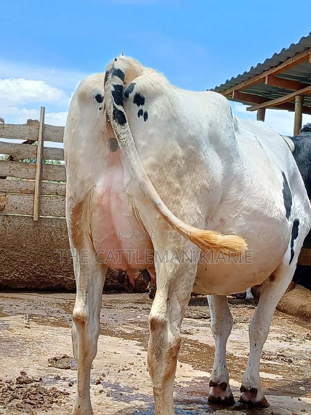 Holstein Freshly Calved - main view
