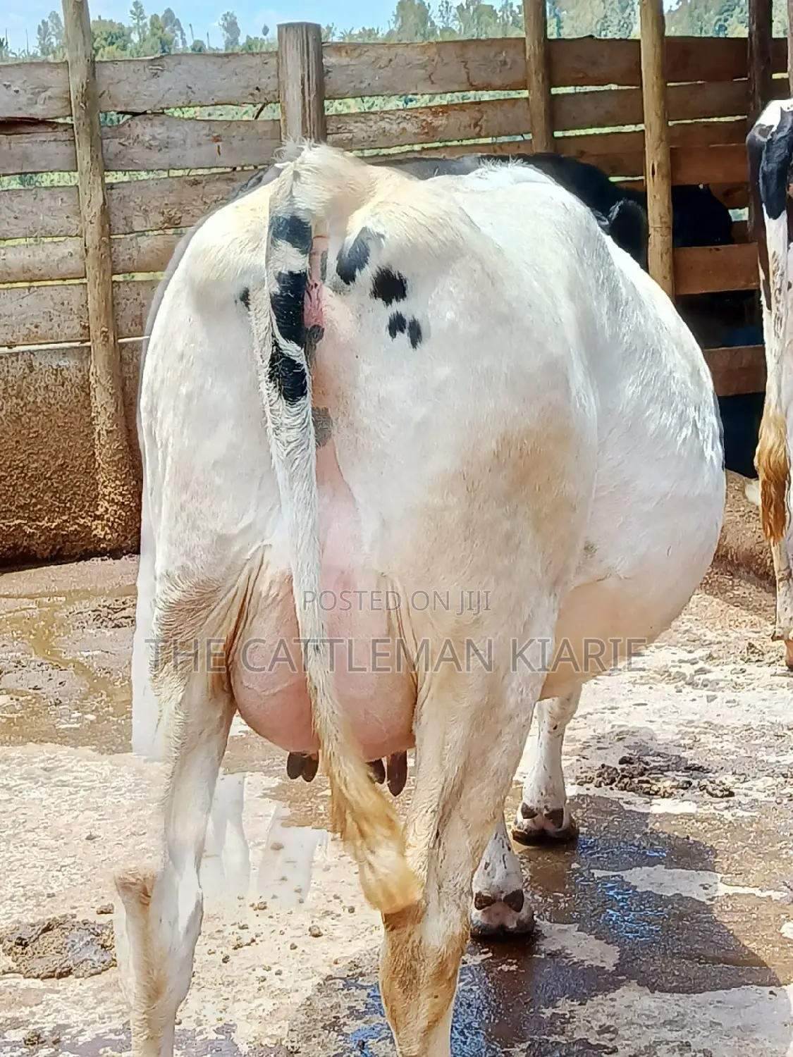Holstein Freshly Calved