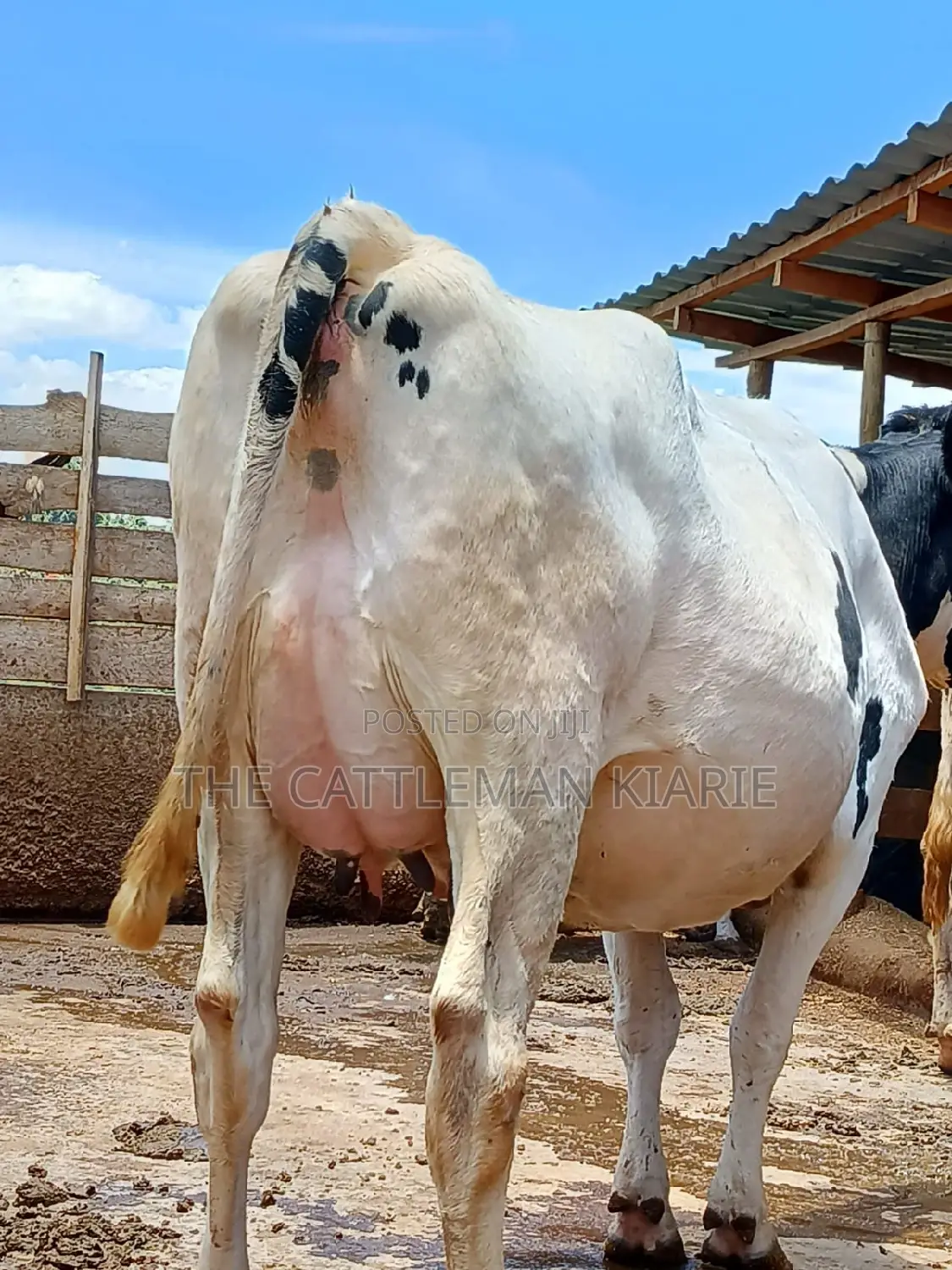 Holstein Freshly Calved