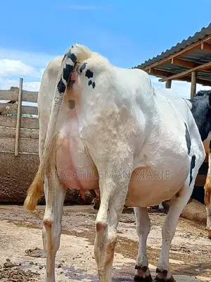 Holstein Freshly Calved