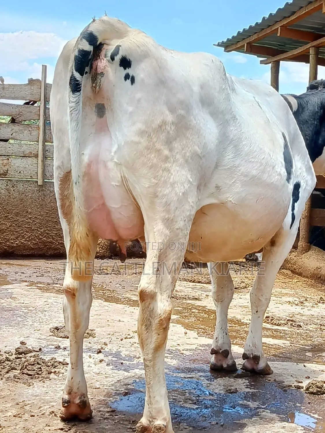 Holstein Freshly Calved