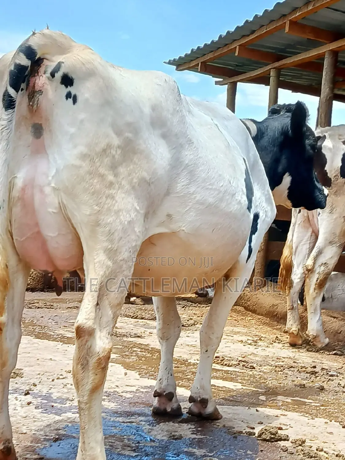 Holstein Freshly Calved