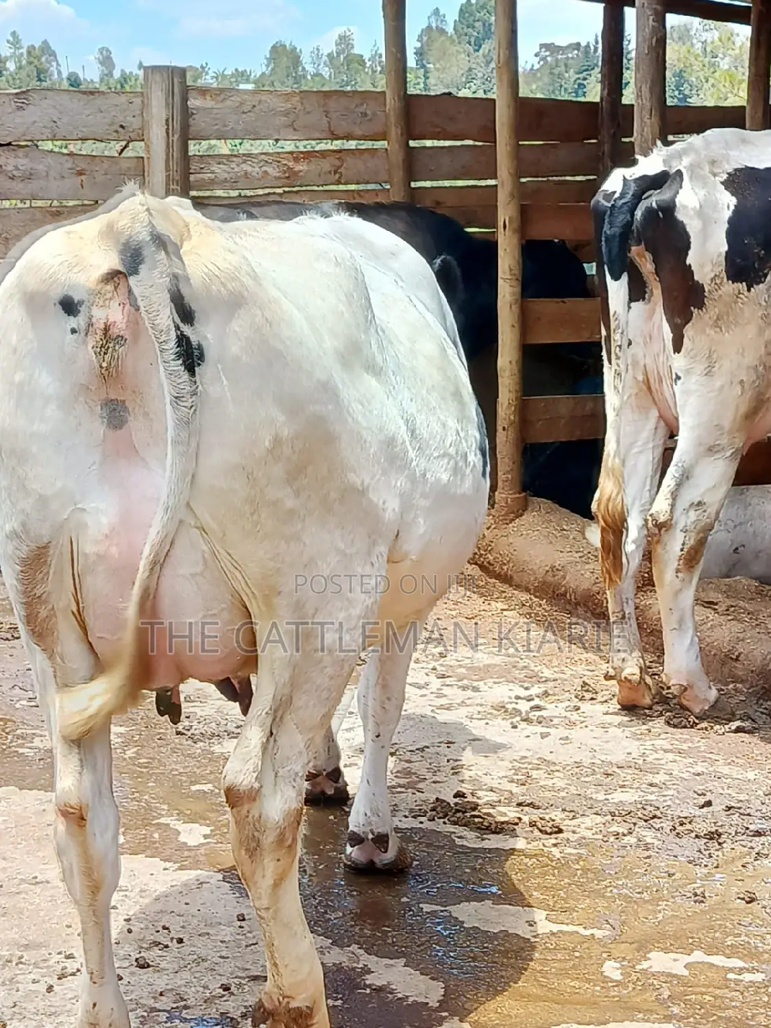 Holstein Freshly Calved