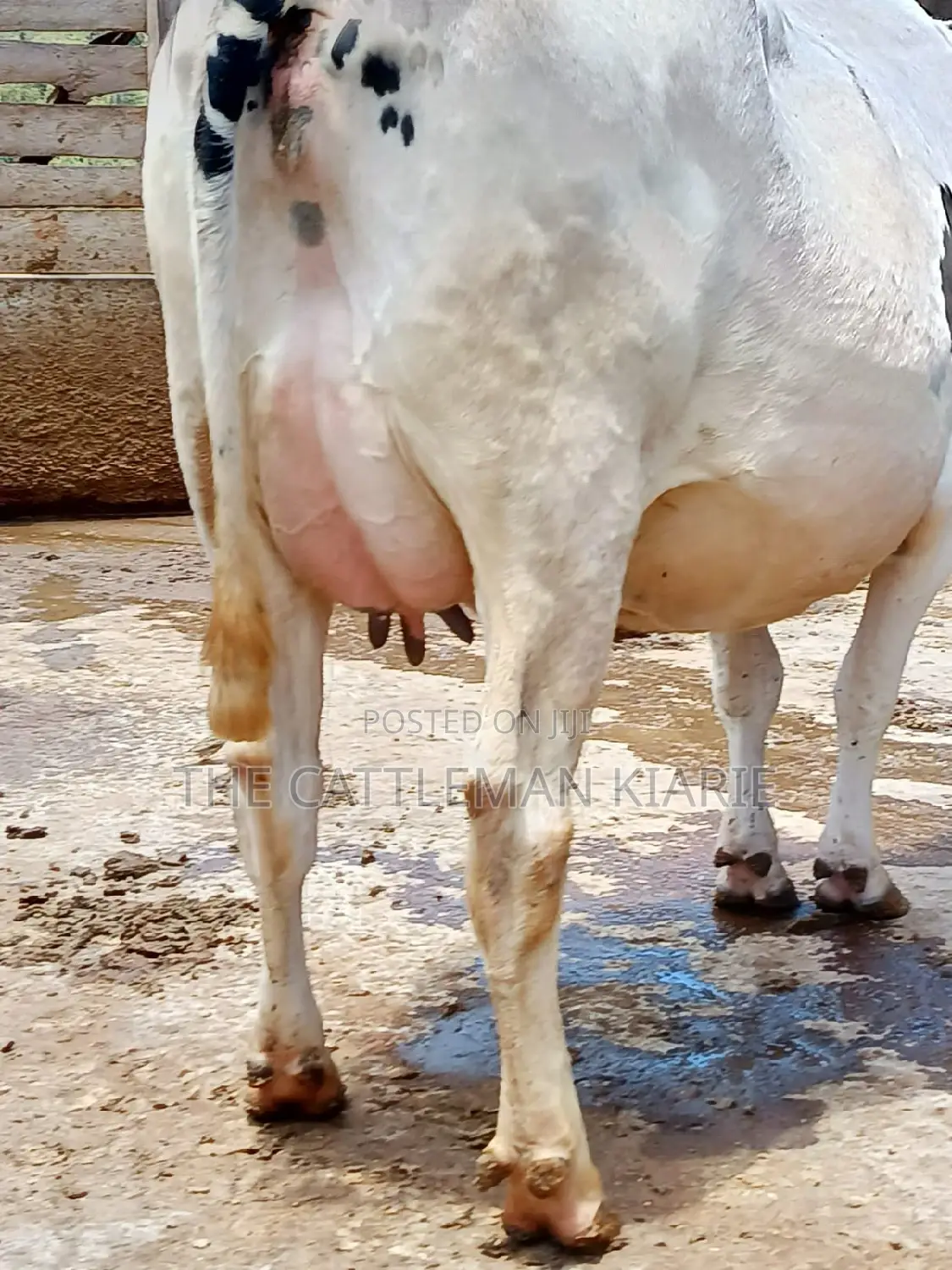 Holstein Freshly Calved
