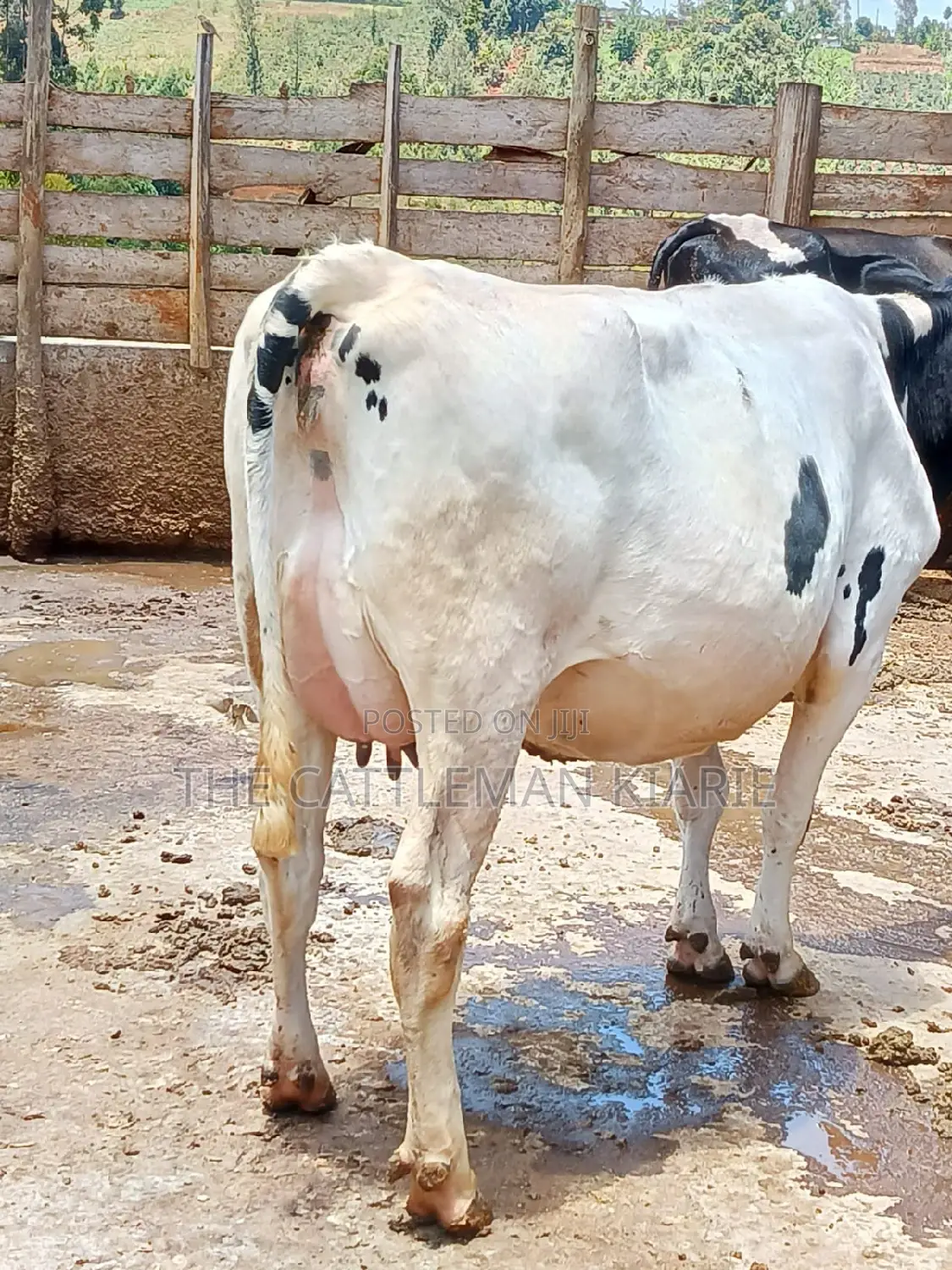 Holstein Freshly Calved