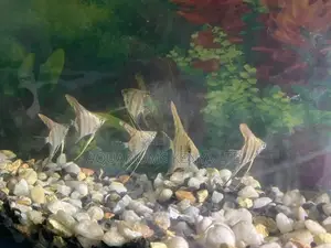Zebra Angel Fish, Aquarium Deity