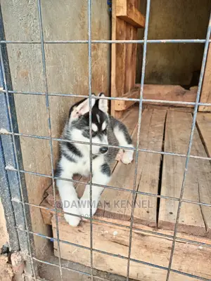1-3 Months Male Purebred Siberian Husky