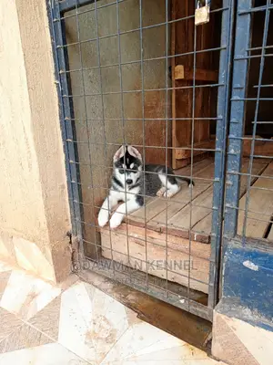 1-3 Months Male Purebred Siberian Husky