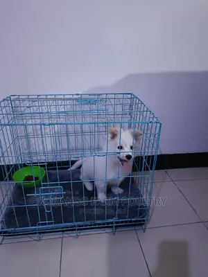Puppies Cages