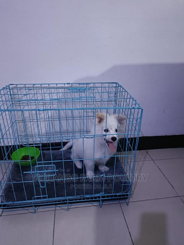 Puppies Cages - thumbnail 3