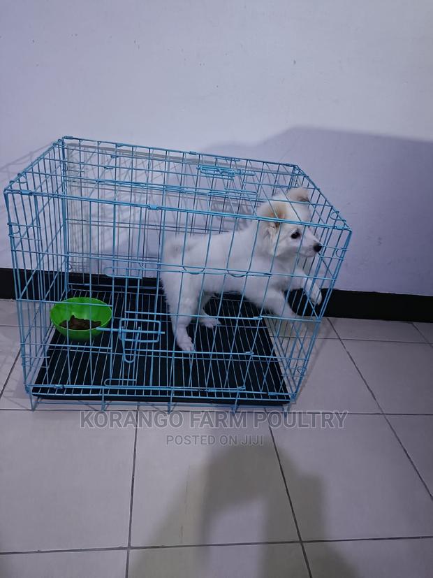 Puppies Cages