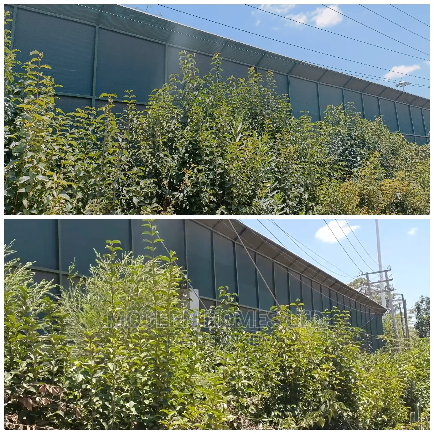 High Jungle Green Privacy Shade Screen