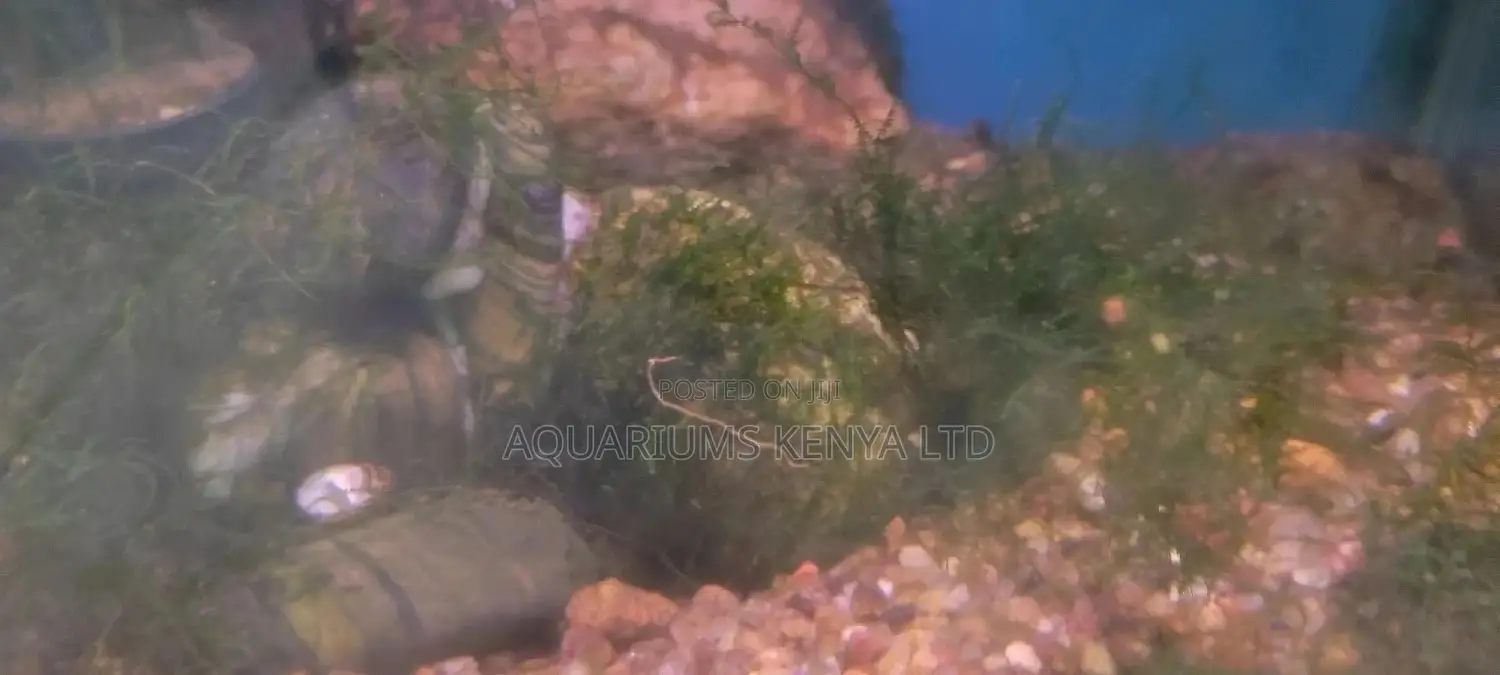 Java Moss , Aquatic Live Plant, Aquarium/Cm Strand