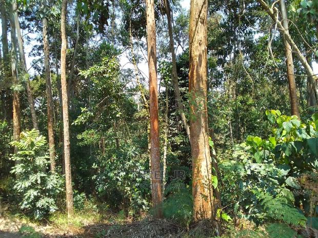 Blue Gum Trees Ready for Planting - thumbnail 2