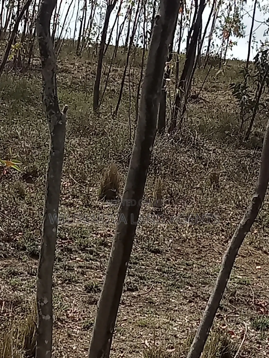 5 Acre on Sale at Longonot Naivasha
