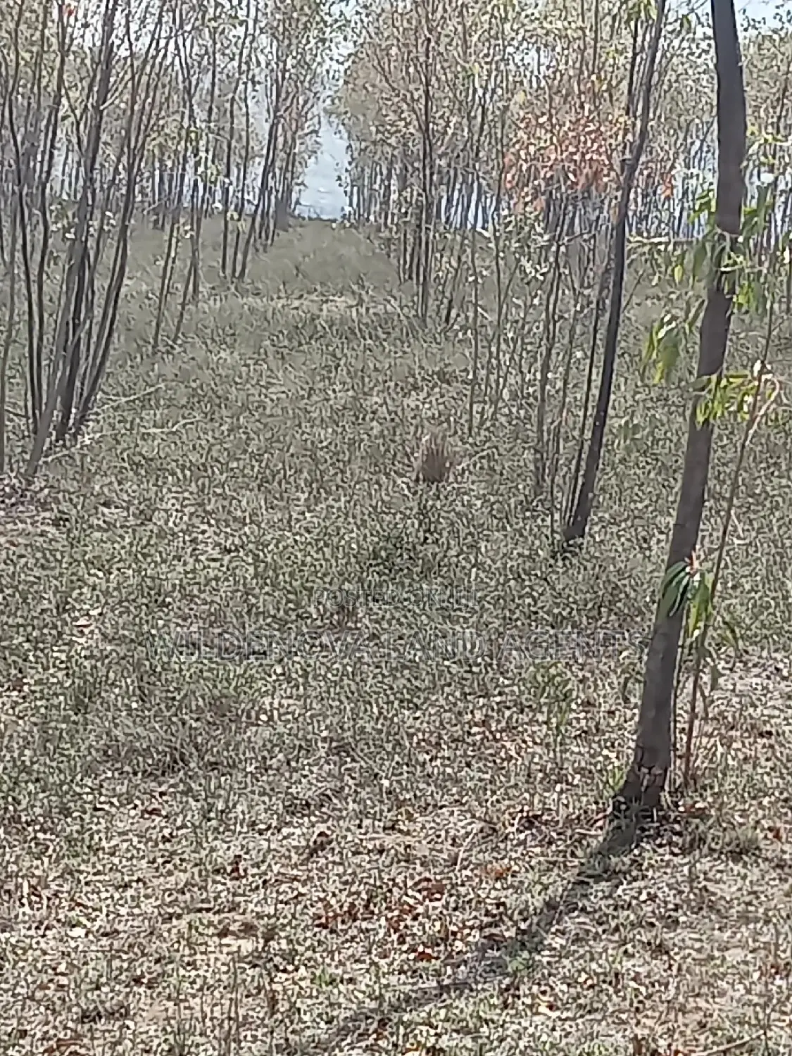 5 Acre on Sale at Longonot Naivasha