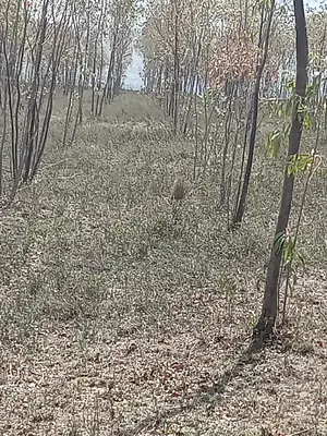 5 Acre on Sale at Longonot Naivasha