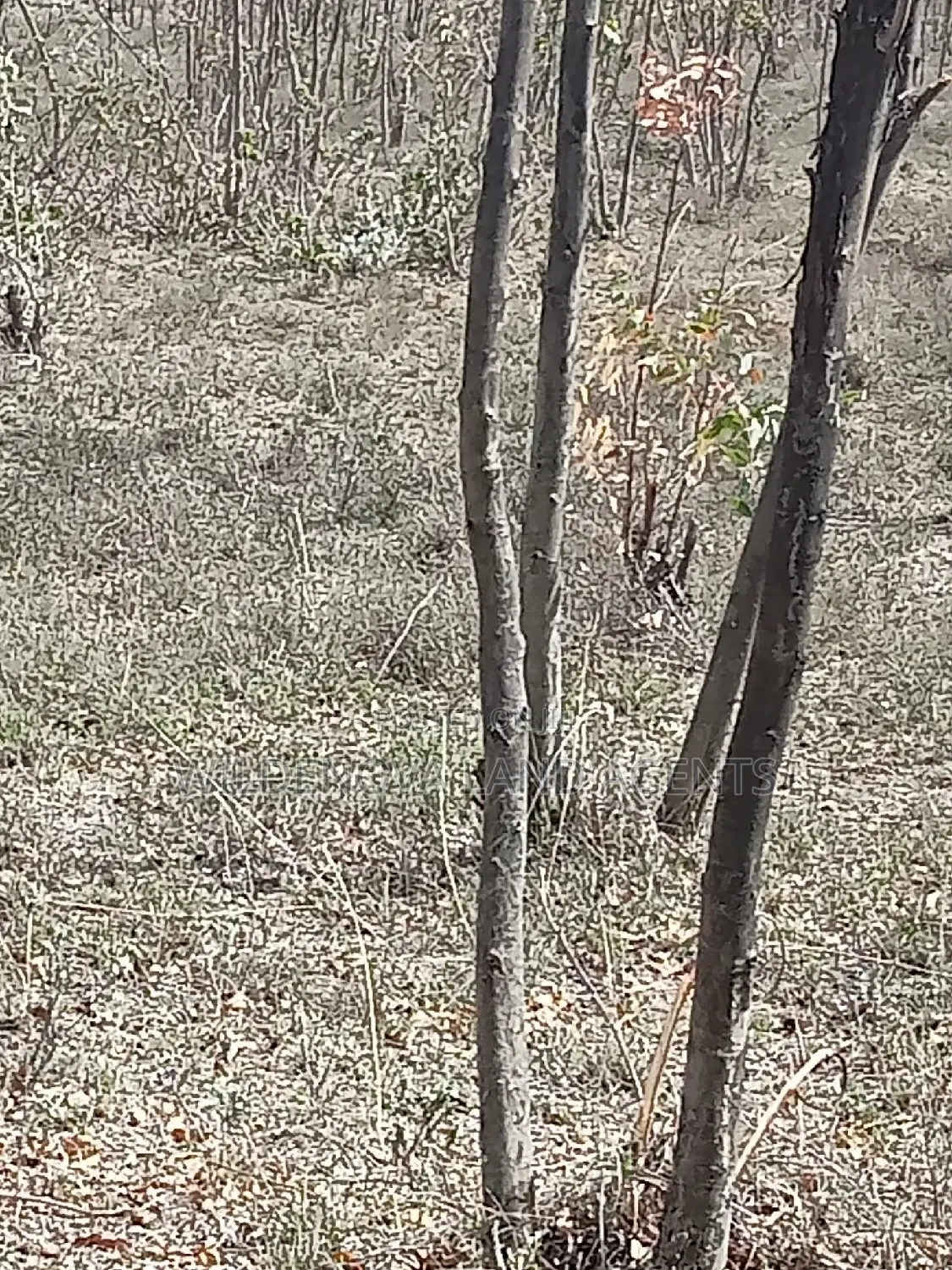 5 Acre on Sale at Longonot Naivasha