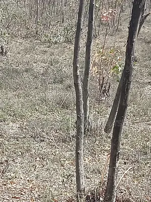 5 Acre on Sale at Longonot Naivasha