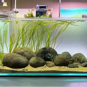 Rock and Live Plants Aquascaping and Aquariums