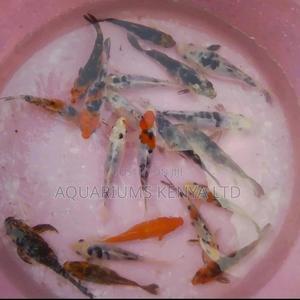 4inch Quality Koi Fish , - thumbnail 2