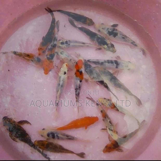 4inch Quality Koi Fish , - main view
