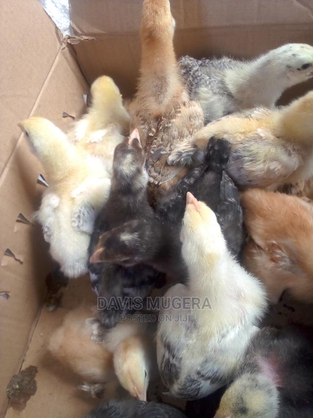 2 Weeks Old Sasso and Rainbow Chicks for Sale - main view