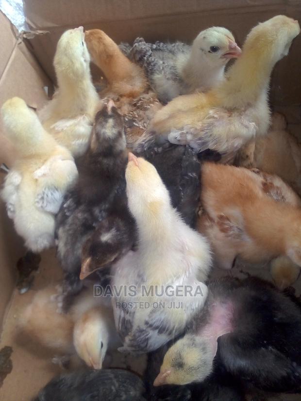 2 Weeks Old Sasso and Rainbow Chicks for Sale - thumbnail 2