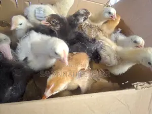 2 Weeks Old Sasso and Rainbow Chicks for Sale