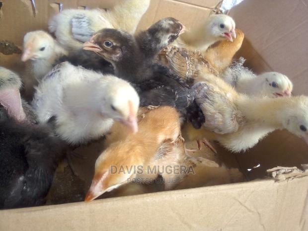 2 Weeks Old Sasso and Rainbow Chicks for Sale - thumbnail 3