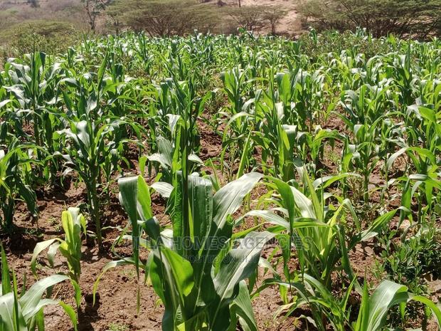 Half Acre at Machakos,Kimutwa,Kwale - thumbnail 3