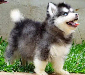 1-3 Months Male Purebred Siberian Husky