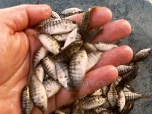 Fish Fingerlings on Sale - main view