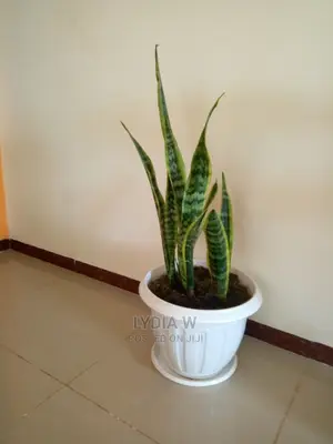 Landscaping and Gardening Services